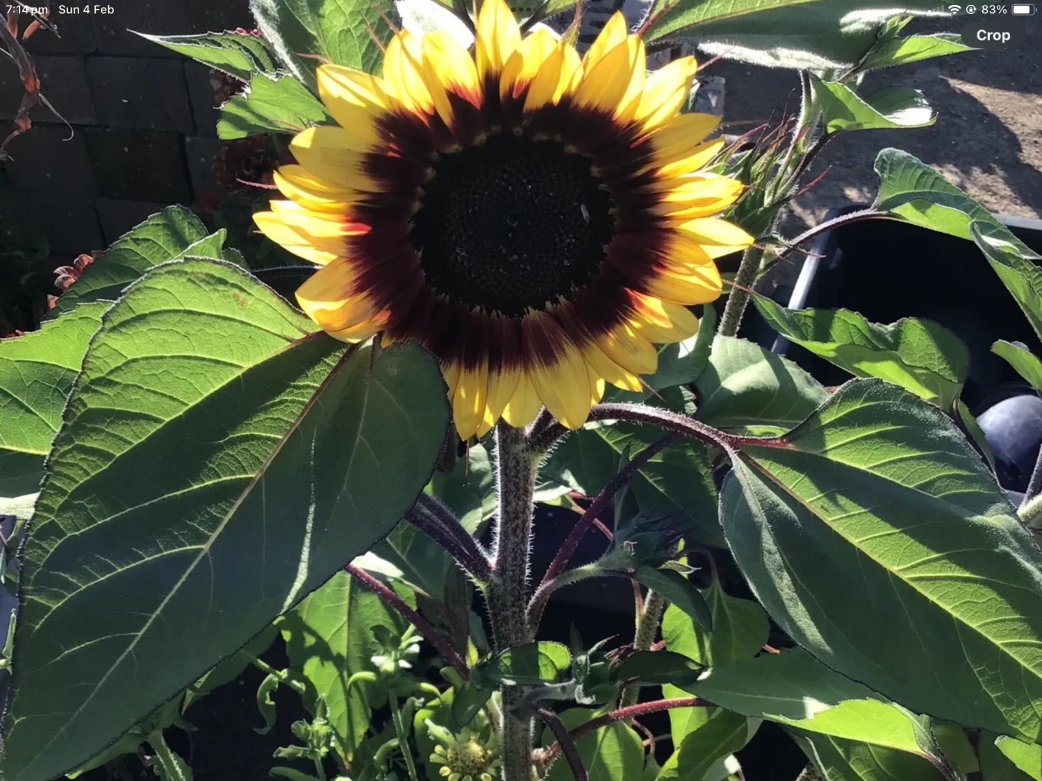 Ring Of Fire Sunflower Seeds 3 Ring Of Fire Sunflower Seeds