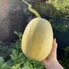 Spaghetti Squash Seeds -Garden Fresh Shop IMG 3880 2 Small