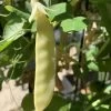 Peas – Golden Podded Seeds -Garden Fresh Shop IMG 3981 scaled 1