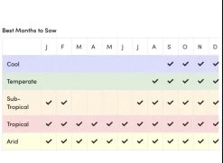 Sunflower Total Eclypse Seeds 9 Sunflower Total Eclypse Seeds -Garden Fresh Shop IMG 4466