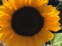 Sunflower Gift Pack Seeds 12 Sunflower Gift Pack Seeds -Garden Fresh Shop IMG 5006