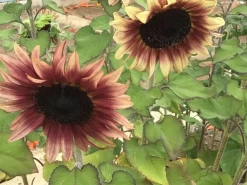Sunflower Gift Pack Seeds 14 Sunflower Gift Pack Seeds -Garden Fresh Shop IMG 5008
