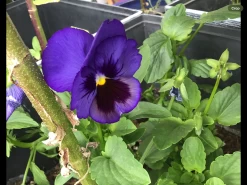 Swiss Giants Ullswater Blue Pansy Seeds -Garden Fresh Shop IMG 5040