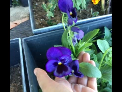 Swiss Giants Ullswater Blue Pansy Seeds -Garden Fresh Shop IMG 5055