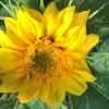 Sunsation Sunflower Dwarf Seeds -Garden Fresh Shop IMG 5092