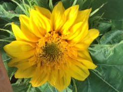 Sunsation Sunflower Dwarf Seeds