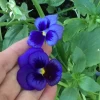 Swiss Giants Ullswater Blue Pansy Seeds -Garden Fresh Shop IMG 5105