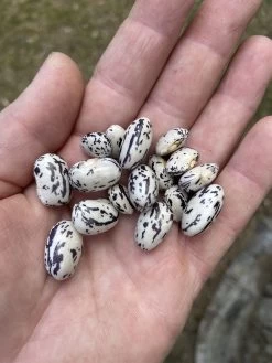 Blue Ribbon Bush Beans Seeds