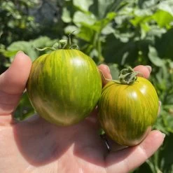 Green Zebra Tomato Seeds -Garden Fresh Shop IMG 5207