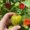 Green Zebra Tomato Seeds -Garden Fresh Shop IMG 5208 2