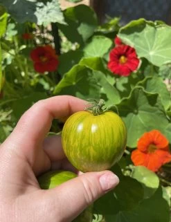 Green Zebra Tomato Seeds