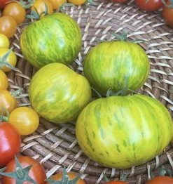 Green Zebra Tomato Seeds -Garden Fresh Shop IMG 5209
