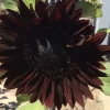 Sunflower Total Eclypse Seeds 1 Sunflower Total Eclypse Seeds -Garden Fresh Shop IMG 6531