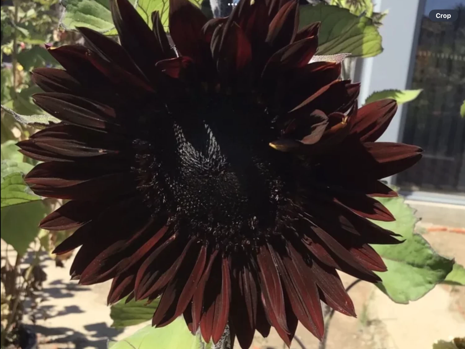 Sunflower Total Eclypse Seeds 3 Sunflower Total Eclypse Seeds
