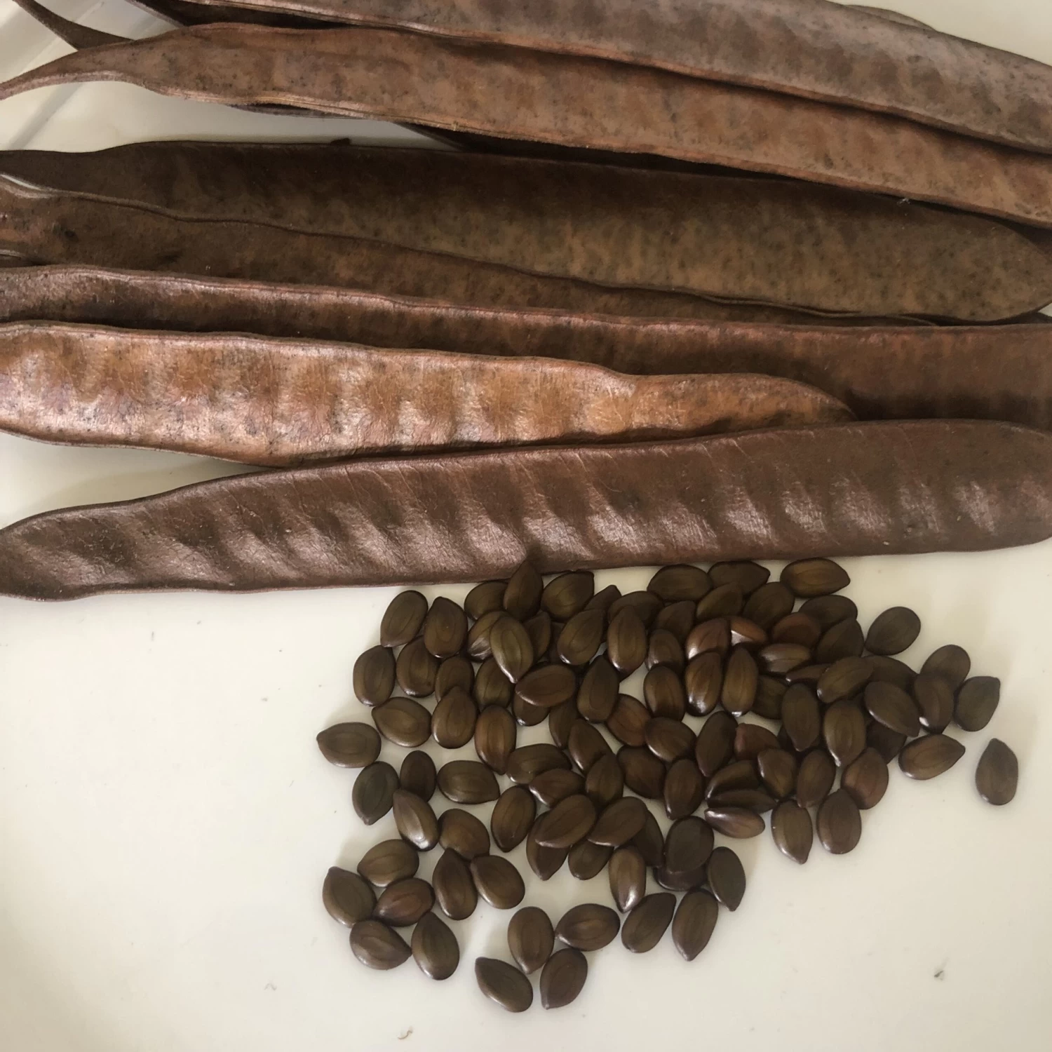 Other Leucaena Leucocephala Seeds 4 Other Leucaena Leucocephala Seeds - Image 2