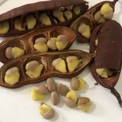 Other Schotia Brachypetala, Drunken Parrot Tree Seeds -Garden Fresh Shop IMG 7825 scaled 1