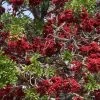 Other Schotia Brachypetala, Drunken Parrot Tree Seeds -Garden Fresh Shop IMG 8032 scaled 1