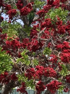 Other Schotia Brachypetala, Drunken Parrot Tree Seeds