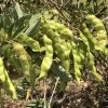 Pigeon Pea Large Seed Variety Seeds -Garden Fresh Shop IMG 8066 1 scaled 1