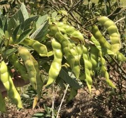 Pigeon Pea Large Seed Variety Seeds