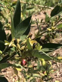 Pigeon Pea Large Seed Variety Seeds 8 Pigeon Pea Large Seed Variety Seeds -Garden Fresh Shop IMG 8067 1 scaled 1