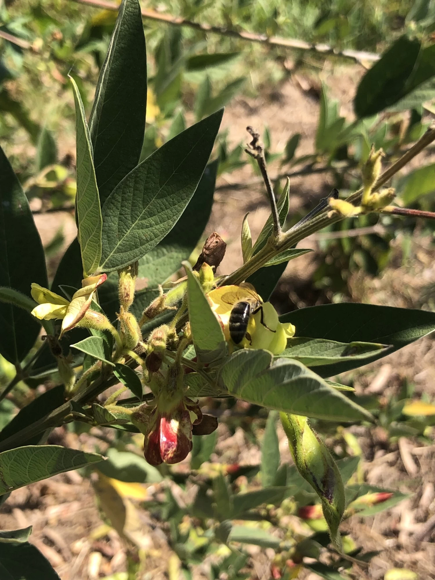 Pigeon Pea Large Seed Variety Seeds 5 Pigeon Pea Large Seed Variety Seeds - Image 3