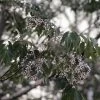 Other Melia Azedarach White Cedar Seeds -Garden Fresh Shop IMG 8148 1 scaled 1