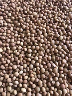 Pigeon Pea Cajanus Cajan Seeds -Garden Fresh Shop IMG 8172 scaled 1