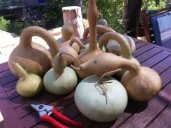Gourd – Mystery Shapes Seeds -Garden Fresh Shop IMG 8187 scaled 1