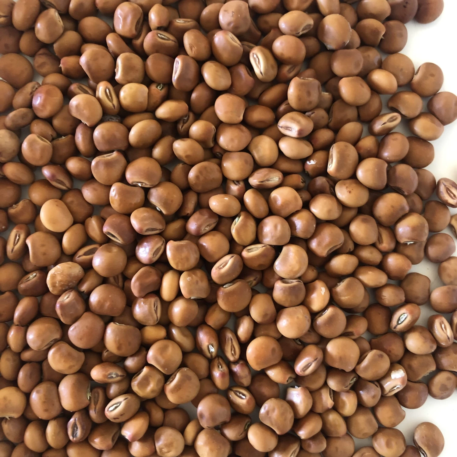 Pigeon Pea Large Seed Variety Seeds 4 Pigeon Pea Large Seed Variety Seeds - Image 2