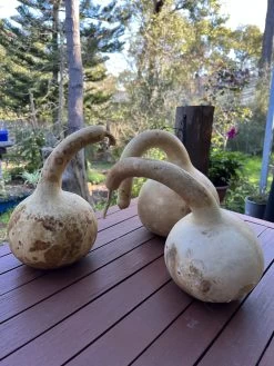 Gourd – Mystery Shapes Seeds -Garden Fresh Shop IMG 8543 scaled 1