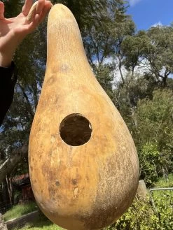 Gourd ‘Penguin’ Seeds