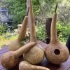 Gourd – Short Handle Dipper Seeds -Garden Fresh Shop IMG 8705 scaled 1