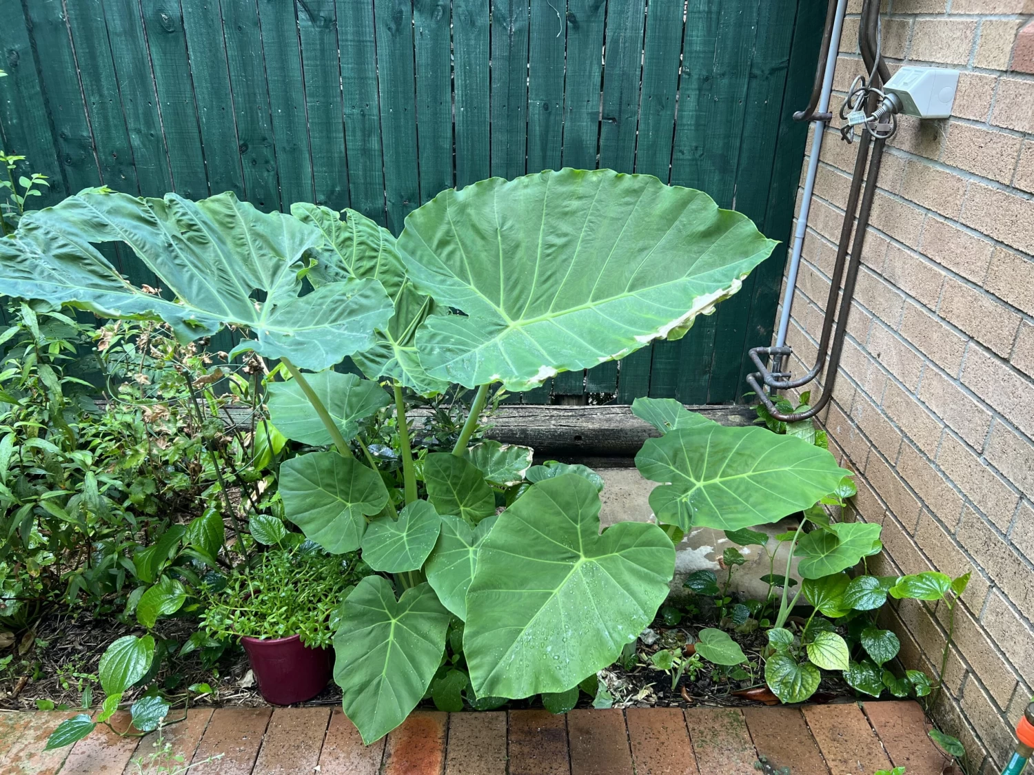 Tahitian Spinach / Celery Stem Taro / Dọc Mùng Bạc Hà Colocasia Esculenta 4 Tahitian Spinach / Celery Stem Taro / Dọc Mùng Bạc Hà Colocasia Esculenta - Image 2