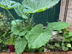 Tahitian Spinach / Celery Stem Taro / Dọc Mùng Bạc Hà Colocasia Esculenta