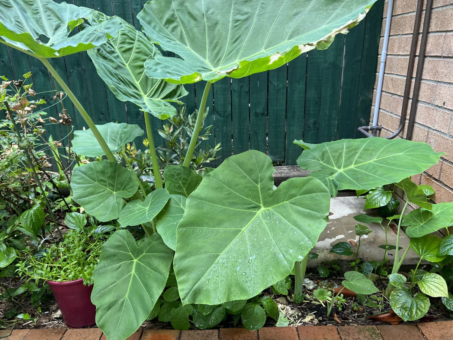 Tahitian Spinach / Celery Stem Taro / Dọc Mùng Bạc Hà Colocasia Esculenta 3 Tahitian Spinach / Celery Stem Taro / Dọc Mùng Bạc Hà Colocasia Esculenta