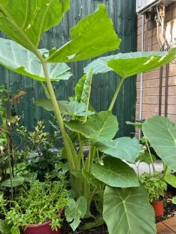Tahitian Spinach / Celery Stem Taro / Dọc Mùng Bạc Hà Colocasia Esculenta 7 Tahitian Spinach / Celery Stem Taro / Dọc Mùng Bạc Hà Colocasia Esculenta -Garden Fresh Shop IMG 8867 scaled 1