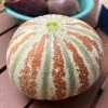 Kajari Melon / Indian Rockmelon Seeds 1 Kajari Melon / Indian Rockmelon Seeds -Garden Fresh Shop IMG 9559 scaled 1