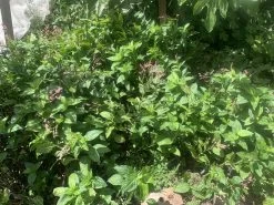 Other Indigo (Persicaria Tinctoria) Seeds