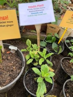 Insulin Plants 9 Insulin Plants -Garden Fresh Shop Insulin Plant2