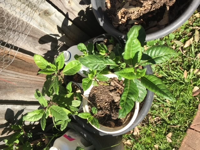 Insulin Plants 3 Insulin Plants