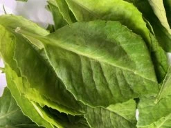 Insulin Plants 8 Insulin Plants -Garden Fresh Shop Insulin Leaves 1