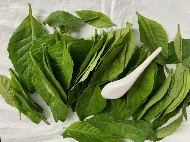 Insulin Plants 4 Insulin Plants - Image 2