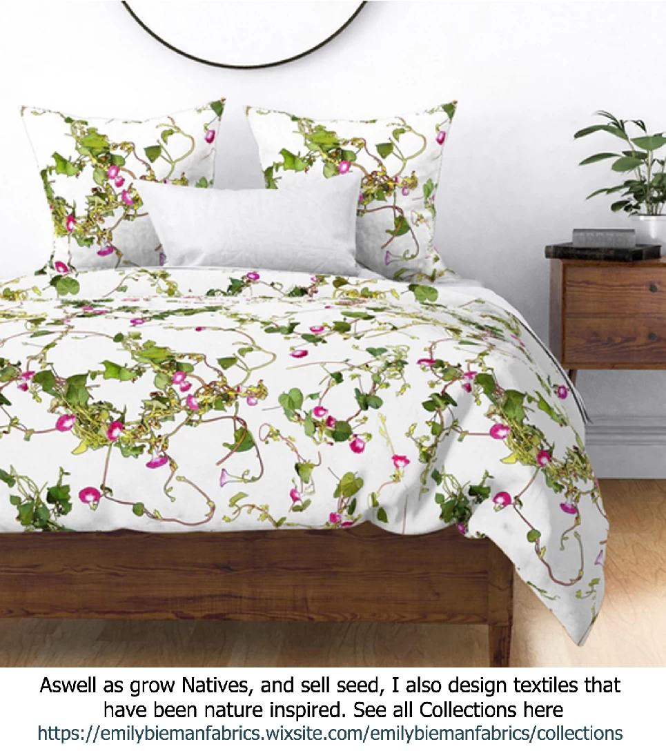 Ipomoea Quamoclit – Cypress Fern Vine, ‘pinkalishous’ Seeds 9 Ipomoea Quamoclit – Cypress Fern Vine, ‘pinkalishous’ Seeds - Image 7