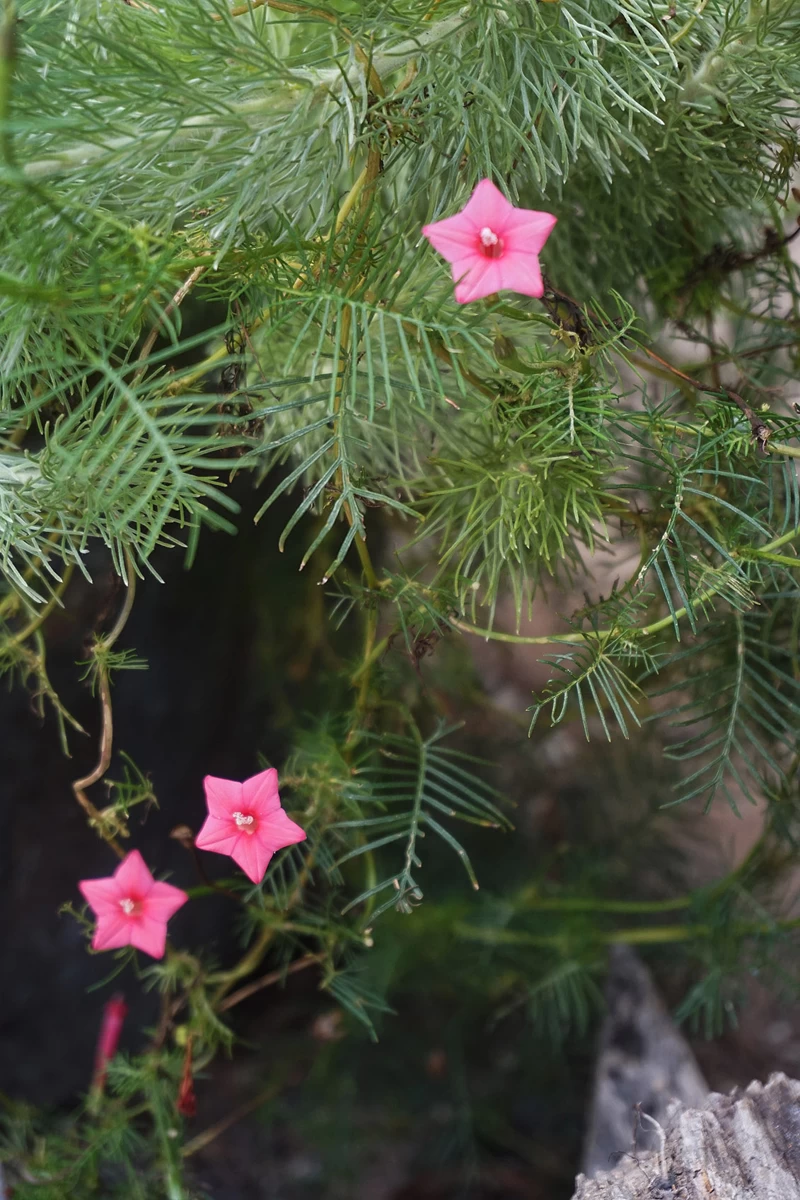 Ipomoea Quamoclit – Cypress Fern Vine, ‘pinkalishous’ Seeds 4 Ipomoea Quamoclit – Cypress Fern Vine, ‘pinkalishous’ Seeds - Image 2