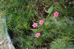 Ipomoea Quamoclit – Cypress Fern Vine, ‘pinkalishous’ Seeds 16 Ipomoea Quamoclit – Cypress Fern Vine, ‘pinkalishous’ Seeds -Garden Fresh Shop Ipomoea quamoclit Cypress Fern Vine ‘Pinkalishous 1