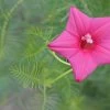 Ipomoea Quamoclit – Cypress Fern Vine, ‘pinkalishous’ Seeds -Garden Fresh Shop Ipomoea quamoclit Cypress Fern Vine ‘Pinkalishous 2