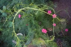 Ipomoea Quamoclit – Cypress Fern Vine, ‘pinkalishous’ Seeds 14 Ipomoea Quamoclit – Cypress Fern Vine, ‘pinkalishous’ Seeds -Garden Fresh Shop Ipomoea quamoclit Cypress Fern Vine ‘Pinkalishous 5