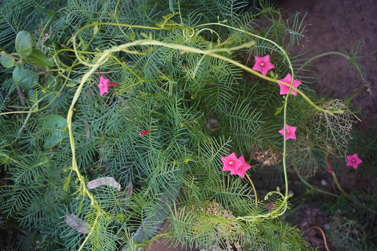 Ipomoea Quamoclit – Cypress Fern Vine, ‘pinkalishous’ Seeds 5 Ipomoea Quamoclit – Cypress Fern Vine, ‘pinkalishous’ Seeds - Image 3