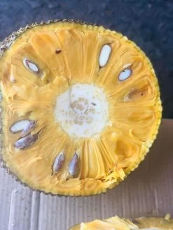 Jackfruit Seedling Plant -Garden Fresh Shop Jackfruit 3